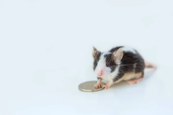 Een Gekleurde Kleine Muis Een Binnenlandse Muis Zit Een Penny — Stockfoto