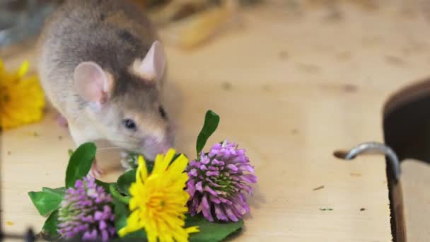 Little Domestic Mouse Pet Sniffs Wild Flowers Importance Plant Food — Stock Video
