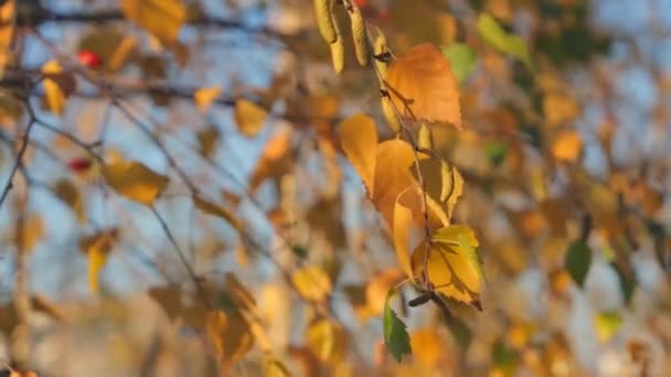 Красивые Осенние Березовые Листья Серьгами Крупным Планом Фоне Голубого Неба — стоковое видео