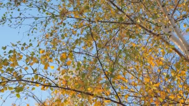 Ein Birkenzweig Mit Gelb Orangen Blättern Wiegt Sich Einem Sonnigen — Stockvideo