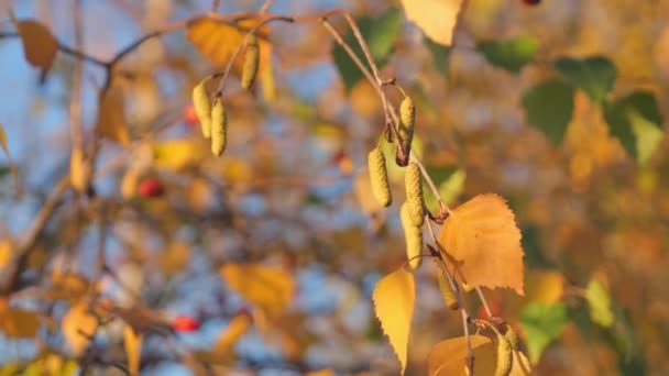 Birch Catkins Close Yellow Green Birch Leaves Autumn Blue Sky — Stock Video
