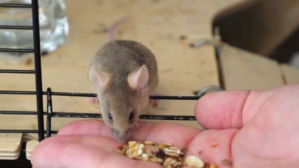 赤い小さな家のネズミは人間の手から食べ物を取ります 装飾的なマウスと人 家畜と人間の相互作用 捕獲された動物の命 檻の中 — ストック動画