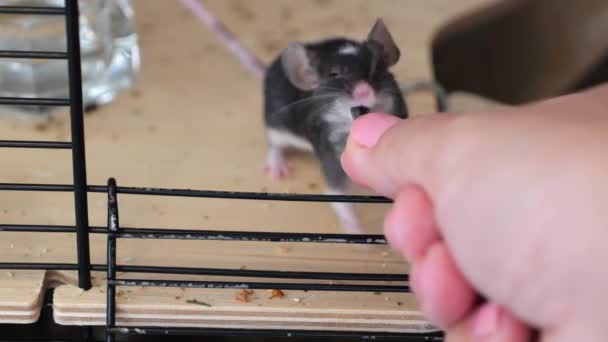 Small House Mouse Living Cage Takes Sunflower Seed Mans Hand — Stock Video