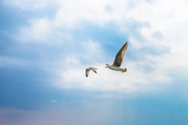 Wild Birds Sky Birds Flying Seagulls Flying Blue Sky Seagull — Stock Photo, Image