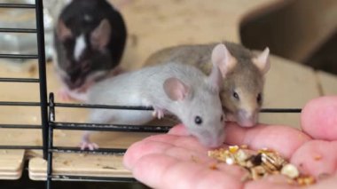 Küçük renkli fareler bir insanın elinden yiyecek alır. Hayvan-insan teması. Küçük kemirgenler, tutsak hayvanlar, kafesler. Küçük hayvan - dekoratif fare