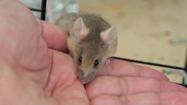 Κόκκινο Ποντικάκι Αντρικό Χέρι Επαφή Ζώου Ανθρώπου Μικρό Τρωκτικό Ζωική — Αρχείο Βίντεο