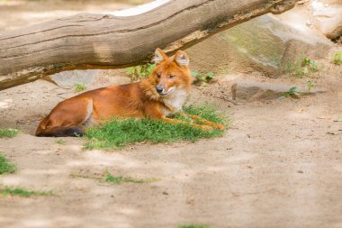 Dhole Cuon Alpinus, Hintli vahşi köpek, kırmızı köpek, kırmızı kurt, dağ kurdu