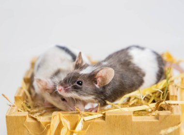 Beyaz arka planda seçici odaklı iki küçük fare, küçük kemirgenler - tarım haşereleri, sevilen hayvanlar. Süslü fare, dekoratif fare