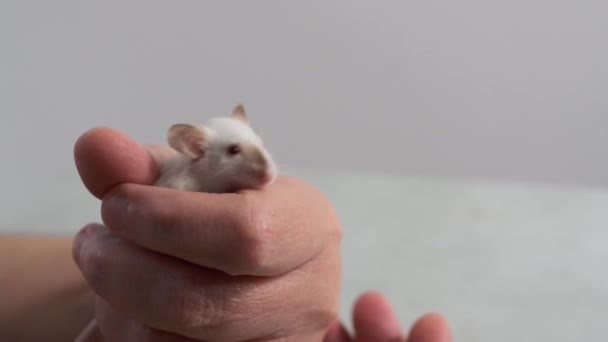 Nsan Elinde Beyaz Laboratuvar Faresi Hayvanlarla Insan Etkileşimi Hayvanı Süslü — Stok video