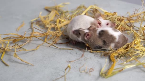 灰色の背景にストローに2匹の小さなマウス 小さなげっ歯類 農業用害虫 愛するペット ファンシーマウス 装飾的なマウス — ストック動画