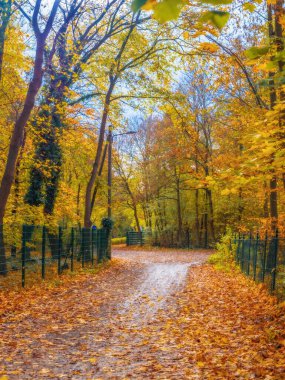 Parkta sarı ve turuncu yapraklarla kaplı yol, sonbahar manzarası, sarı ağaçlar, doğa yürüyüşü, temiz hava, çevre koruması, akçaağaçlı köy yolu.