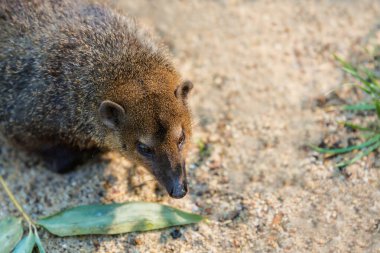 Yaygın kusimanse, Crossarchus obscurus, uzun burunlu kusimanse, Mungotinae 'nin küçük, diurnal üyesi. Firavun faresi. Vahşi yaşam hayvanı. hayvan Batı Afrika ülkeleri.