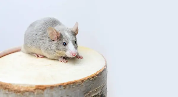 Küçük gri fare, saten fare beyaz arkaplandaki bir tahta parçasında fotokopi alanı ile oturuyor. Küçük hayvan, kemirgen, memeli..