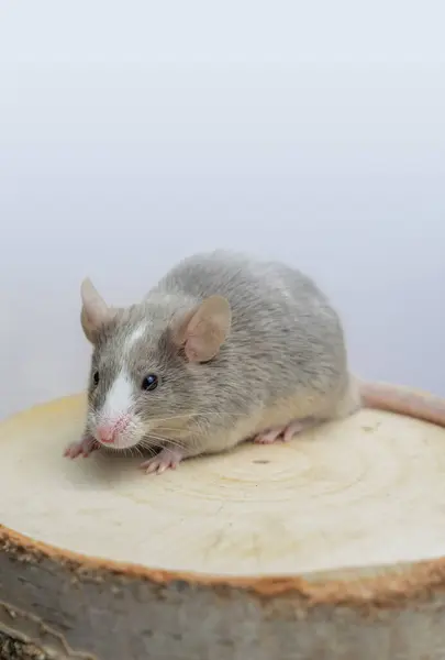 A small gray mouse, satin mouse sits on a piece of wood on a white background with copy space. Small pet, rodent, mammal, vertical photo with animal