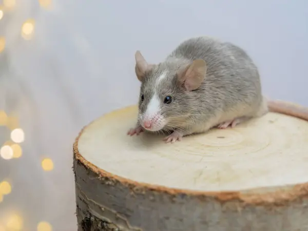 A small gray mouse, satin mouse sits on a piece of wood on a gray background with bokeh in the background. Small pet, rodent, mammal.