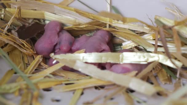 Ratones Recién Nacidos Ciegos Desnudos Duermen Nido Paja Aparición Ratones — Vídeos de Stock