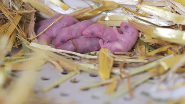 Eine Brut Kleiner Nagetiere Neugeborene Mäuse Blinde Furchtlose Mäuse Nest — Stockvideo