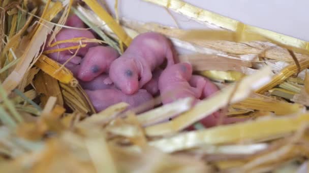 Veel Pasgeboren Muizen Slapen Samen Stro Een Nest Blinde Naakte — Stockvideo