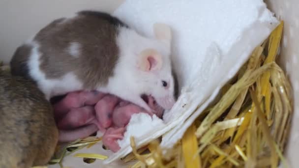 Myszy Matki Żywią Nowonarodzone Myszy Gnieździe Karmienie Małych Myszy Młode — Wideo stockowe