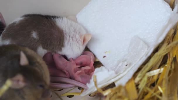 Слепые Новорожденные Мыши Лежат Рядом Матерью Мышкой Мышонок Животное Грызуны — стоковое видео