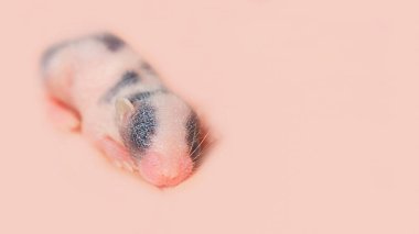 Küçük kör bir farenin hayatının beşinci günü. Fotokopi alanı olan şeftali pembesi bir arka plan. Çaresiz kemirgen. 2024 yılının rengi - şeftali tüyü. Dikkat, şefkat.