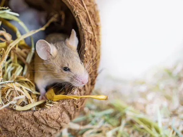 Evcil hayvan bakımı, Süslü Fare, renkli bir fare hindistan cevizinden yapılmış bir evde oturuyor. Fotokopi alanı olan beyaz bir arka planda.