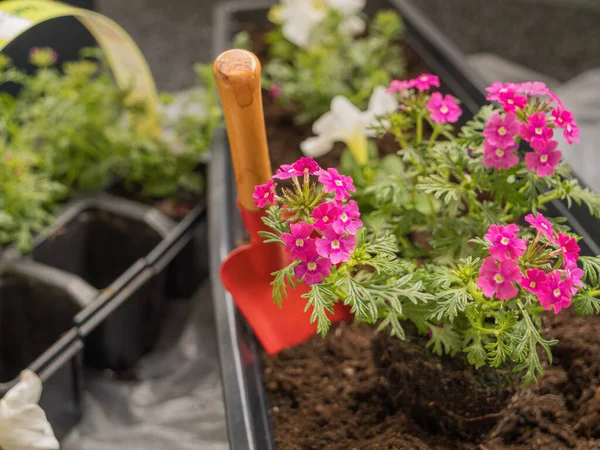 Planting verbena flowers in the ground of balcony containers. Spring work, balcony decoration. Balcony and garden plants.