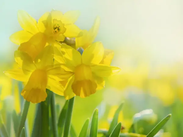 Sarı nergisler arka planda fotokopi alanı ile yakın çekim yaparlar. Bahar çiçekleri. Güzel bir bahar arkaplanı. Doğa, tazelik, günlük yaşamda doğallık