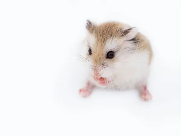 stock image Close-up portrait of Roborovski hamster on a white background with copy space. Phodopus roborovskii, desert hamster, Robo dwarf hamster - the smallest of three species of hamster in the genus Phodopus