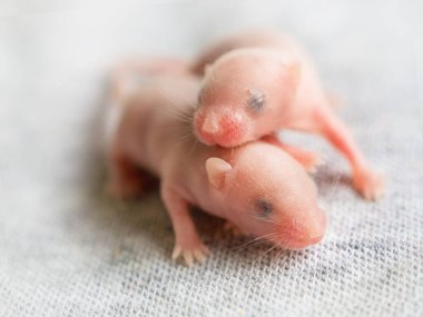 Gri bir arka planda uyuyan iki kör tüysüz fare, bir farenin altıncı günü, süslü fareler, evcil hayvanlar, tarım haşereleri.