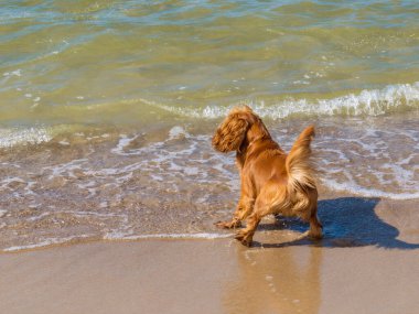Sahilde kızıl bir Amerikan Cocker Spaniel köpeği uzun kulaklı köpek avlıyor. Evcil hayvan. İnsan dostu..