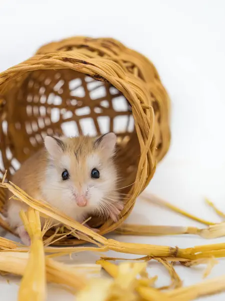 Roborovski hamster, Phodopus roborovskii, çöl hamsterı, Robo cüce hamster - Phodopus cinsinin en küçük hamster 'ı..