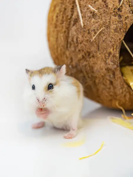 stock image Roborovski hamster, Phodopus roborovskii, desert hamster, Robo dwarf hamster or dwarf hamster is the smallesthamster in the genus Phodopus.