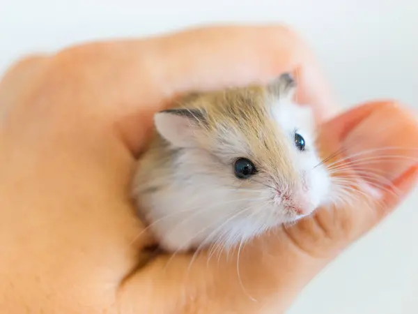 Roborovski 'nin insan eliyle yapılan hamster Phodopus Roborovski, çöl hamsterı, Robo' nun cüce hamster 'ı Phodopus cinsinin en küçük hamsterıdır. Küçük kemirgen, Orta Asya 'nın çöl sakini..