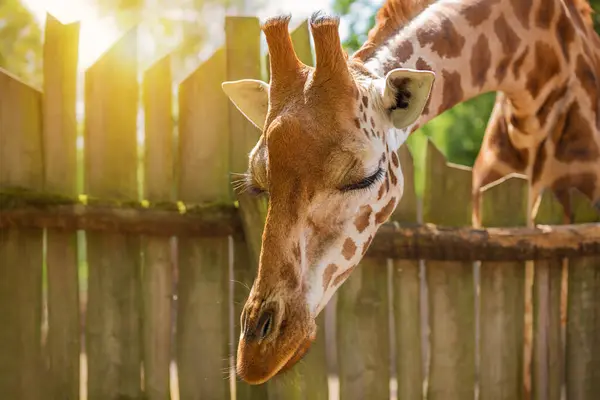Zürafa, güneşli bir yaz gününde boynunu çitlere yasladı. Zooloji, hayvanlar dünyası, hayvan koruma.