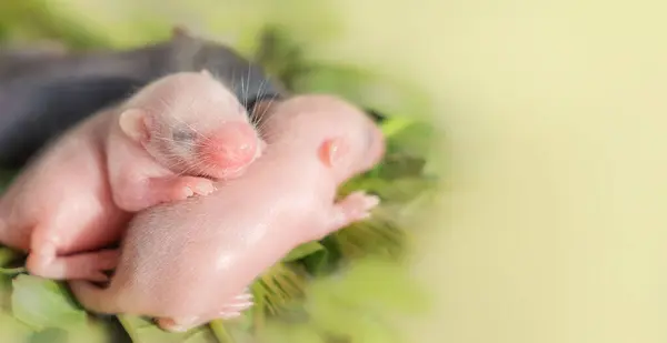 Pankart. Fotokopi alanı olan yeşil arka planda üç küçük kör fare bebek fareler, evcil hayvanlar, tarım haşereleri, sürüngen yiyeceği..