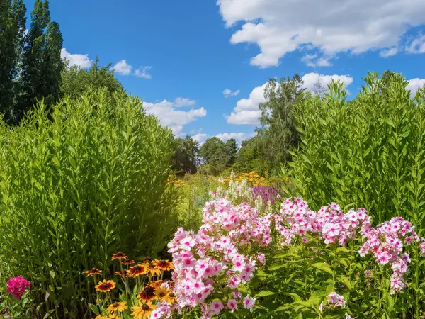 stock image Variety of flowers and plants at the School and Community Garden in Brunswick, Braunschweig, Dowesee, Germany.