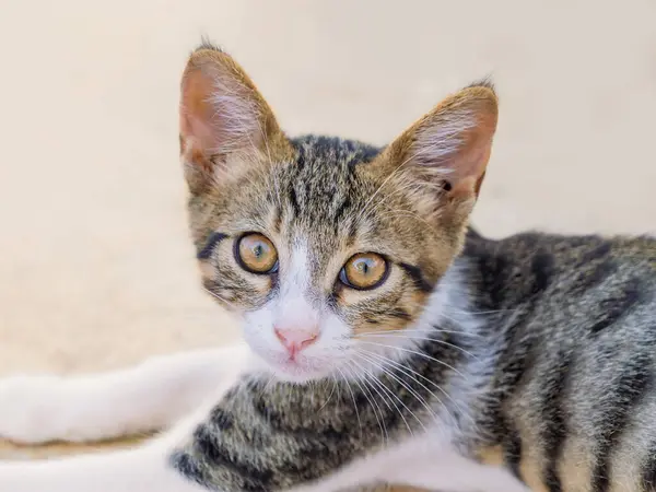 Güzel büyük gözleri ve kulakları olan genç gri bir kedi yavrusunun yakın plan portresi. Sokak, soyu tükenmiş, tekir kedi. Evcil hayvan. Evsiz hayvanların sorunları