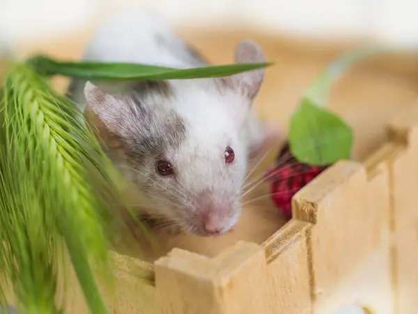 Çok renkli saten bir farenin yüzü ve beyaz arka planda yeşil buğday kulakları. Evcil hayvan, küçük kemirgen, çiftliklerde ve konut binalarında haşere.