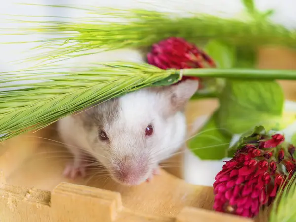 Çok renkli saten bir farenin yüzü ve beyaz arka planda yeşil buğday kulakları. Evcil hayvan, küçük kemirgen, çiftliklerde ve konut binalarında haşere..