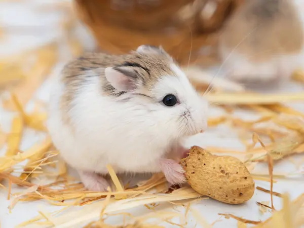 Roborovski hamsterının pençelerinde fıstık var. Kafeslerde yaşayan kemirgenlerin beslenmesi, hayvan koruması. Çöl hayvanı..
