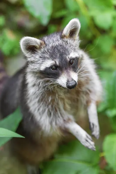 Yeşil yapraklı bir arka planda çizgili bir rakunun portresi, hayvanın dikey fotoğrafı. Rakun ailesinin yırtıcı memelisi. Çevre koruma, ekolojik sorunlar