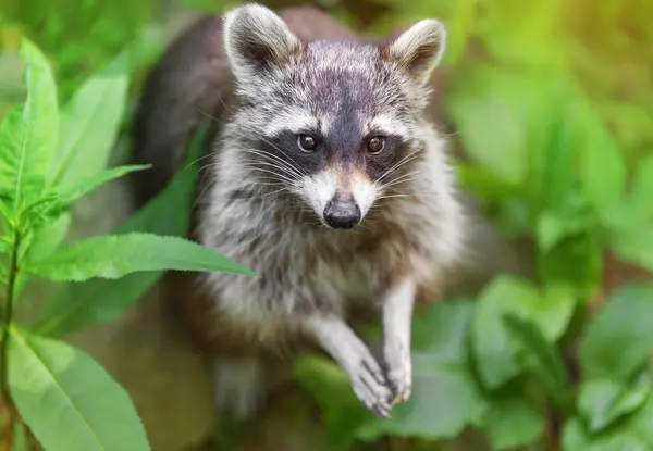 Yeşil yaprakların arka planında yalvaran bir bakışla çizgili bir rakunun portresi. Rakun familyasından yırtıcı bir memeli. Çevre koruma, ekolojik sorunlar, hayvanların yok olması