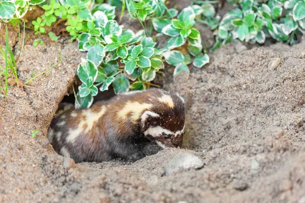 Mermer gelincik, Vormela peregusna bir kum çukurunda. IUCN Kırmızı Listesi 'nde yer alan bir hayvan türü olan Vormela, Mustelidae, Ictonychinae alt familyasından küçük bir memeli türü. Hayvan yaşamı.