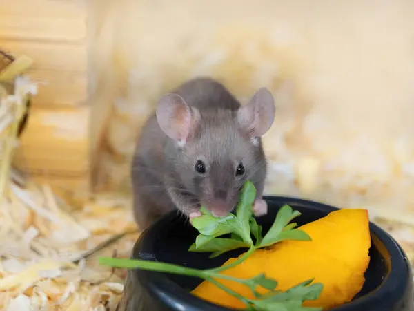 Gri saten fare maydanoz yaprağı yer. Küçük kemirgen, evcil hayvan, vejetaryenlik, tarım vebası, hayvanların mantıklı beslenmesi.