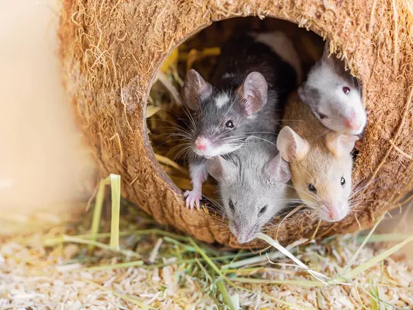 Çok renkli saten küçük fareler hindistan cevizi evinde samanla otururlar. Araştırma, deney, tarla haşeresi, evcil hayvan dükkanı, hayvan bakımı