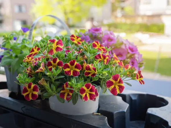 Parlak kalibreli çiçekler saksılarda, balkon çiçeklerini nakil için hazırlıyorlar. Balkonlar, bahçeler, bahçe süslemeleri için mevsimlik çiçekler.