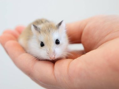 Roborovski dwarf hamster sits on a persons palm. Human-animal interaction. A small rodent of the postani, a popular pet clipart