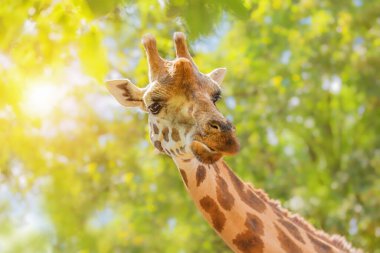 Bir Afrika zürafasının ağzı ve uzun boynun bir kısmı güneşli bir yaz gününde yeşilliğin arka planına yakın çekim, zooloji, hayvanlar dünyası, hayvan koruma.