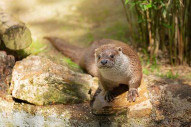 Islak kürklü Avrasyalı su samuru güneşli bir günde doğal ortamında kayaların üzerinde oturur. Nehir samuru bir vahşi yaşam kurtarma merkezinin gözetiminde. Mustelid ailesinin büyük yırtıcı hayvanı..